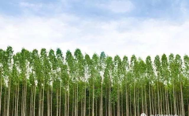 木纖維廠家