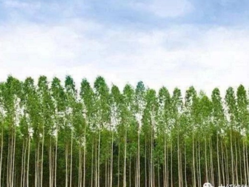 木纖維